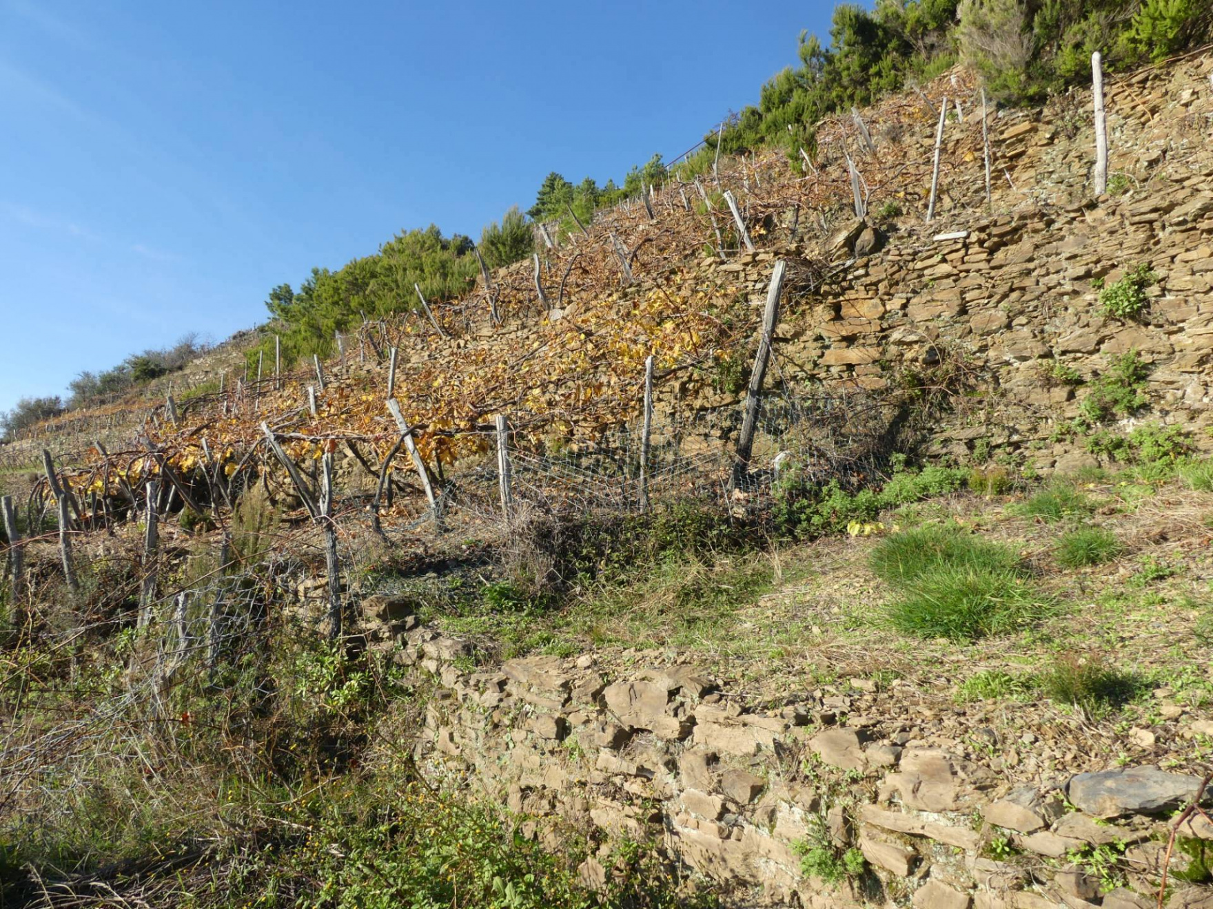 Rustico con terreno a Volastra, Riomaggiore (SP)