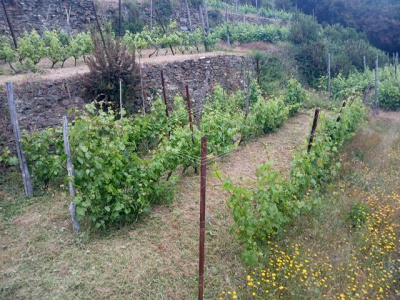 Rustico con terreno a Volastra, Riomaggiore (SP)