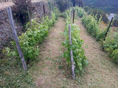 Rustico con terreno a Volastra, Riomaggiore (SP)