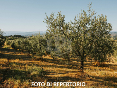 Terreno agricolo in Toscolano-Maderno (BS) Fraz. Maclino