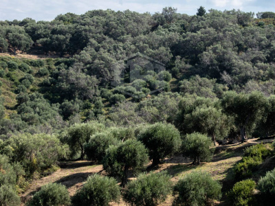 Terreno agricolo in Toscolano-Maderno (BS) Fraz. Maclino