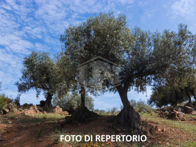 Terreno agricolo in Toscolano-Maderno (BS) Fraz. Maclino