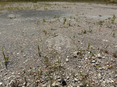 Terreno industriale edificabile a Rho (MI)