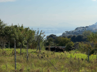 Terreno Agricolo in Via Scalandrone Snc, Pozzuoli (NA)