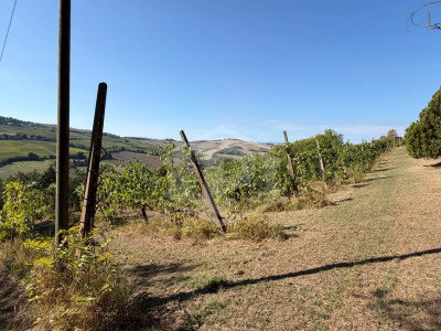 Casa indipendente cielo-terra con terreno a Dozza (BO)