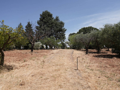 Complesso di Trulli sito in Strada Staffone 220 - Martina Franca (TA)