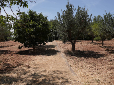Complesso di Trulli sito in Strada Staffone 220 - Martina Franca (TA)