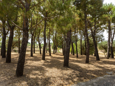 Complesso di Trulli sito in Strada Staffone 220 - Martina Franca (TA)
